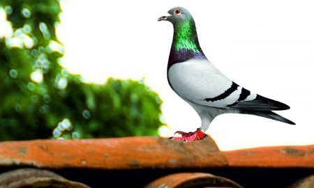 O „boală virală invariabil fatală” distruge porumbeii din Marea Britanie