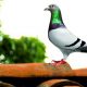 O „boală virală invariabil fatală” distruge porumbeii din Marea Britanie