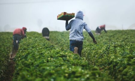 Români exploatați de către români pe plantațiile din Portugalia. Cum au fost racolați de rețeaua de traficanți