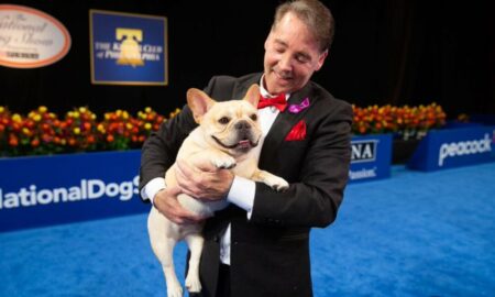 Un buldog francez a luat pentru prima dată premiul cel mare la Expoziția Națională Canină din Statele Unite