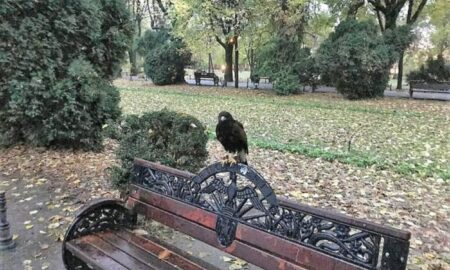 Uraaa, scăpăm de găinaț! Primăria București a găsit soluția. Păsări răpitoare antrenate vor face curat în Cișmigiu