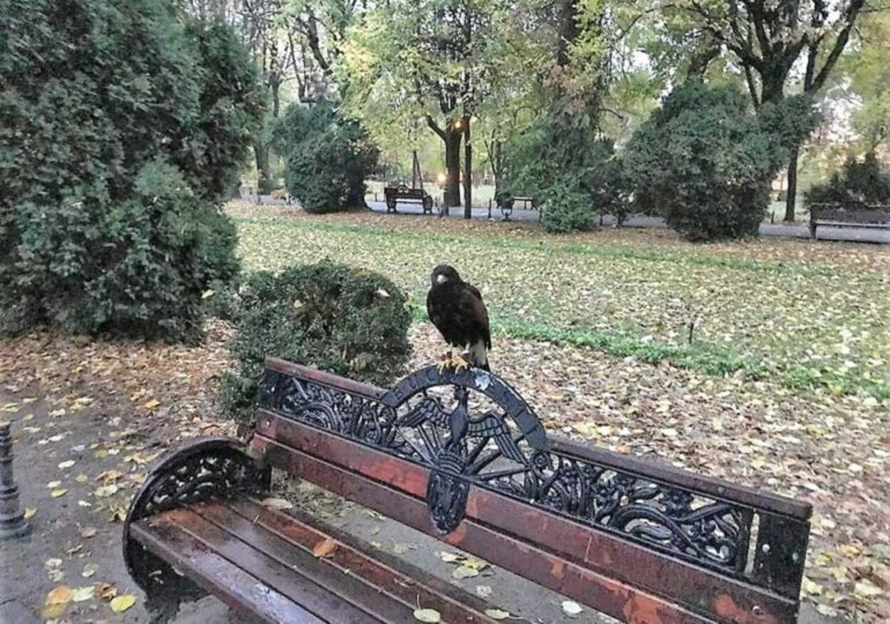 Uraaa, scăpăm de găinaț! Primăria București a găsit soluția. Păsări răpitoare antrenate vor face curat în Cișmigiu