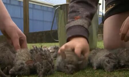 Cum ajută elevii la eradicarea șobolanilor din țara lor, în scopul de a salva fauna sălbatică locală