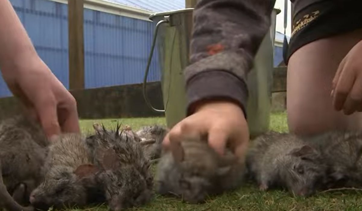 Cum ajută elevii la eradicarea șobolanilor din țara lor, în scopul de a salva fauna sălbatică locală