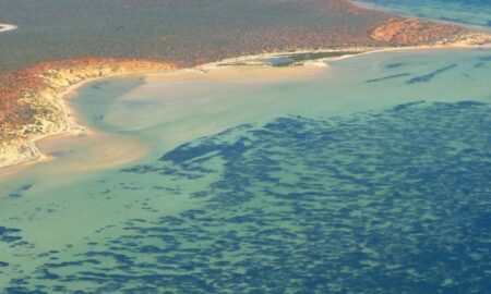 Din tainele lumii. În Australia de Vest a fost descoperit cel mai mare organism viu cunoscut până acum