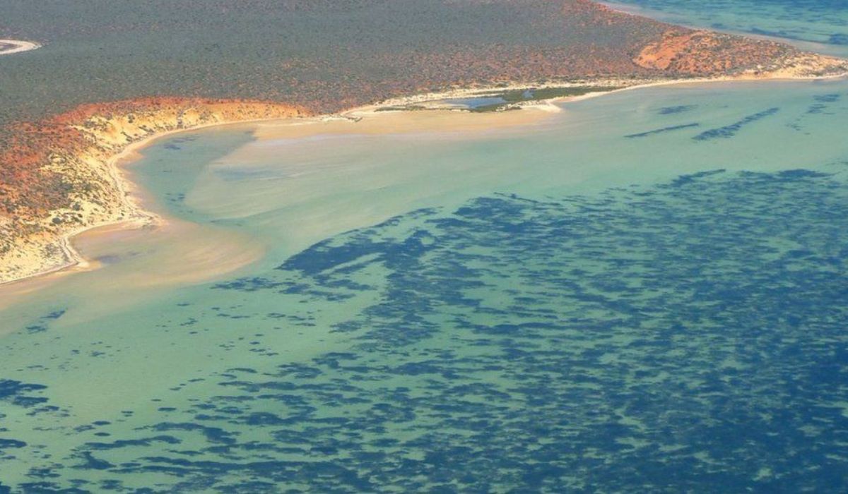 Din tainele lumii. În Australia de Vest a fost descoperit cel mai mare organism viu cunoscut până acum
