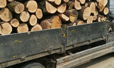Polițiștii din Suceava cer să fie recompensați cu un procent din valoarea lemnului confiscat. Ce părere are ANAF