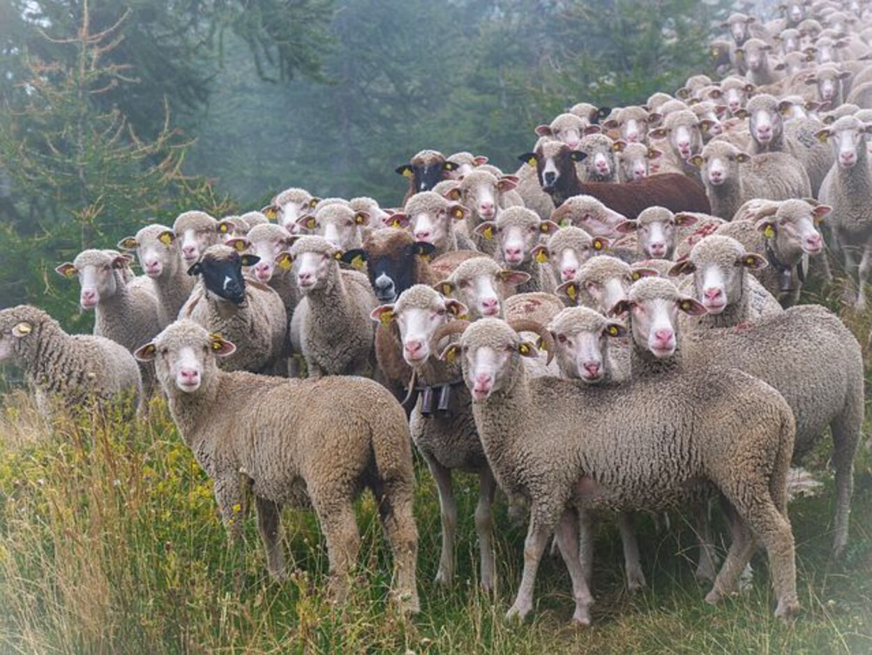 Care este misterul oilor care se plimbă în cerc de 12 zile fără oprire. Specialiștii au o explicație. VIDEO