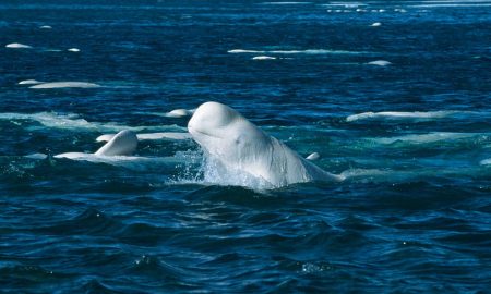 Cea mai simpatică balenă din lume va locui într-un sanctuar. Iată povestea impresionantă a „balenei-spion”!