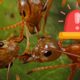 Germania, în pericol să îi fie devorată o mare suprafață de pământ de către niște insecte „de import”