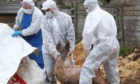 Industria cărnii din România, aruncată la groapă. La Iași au fost gazați 23.000 de porci