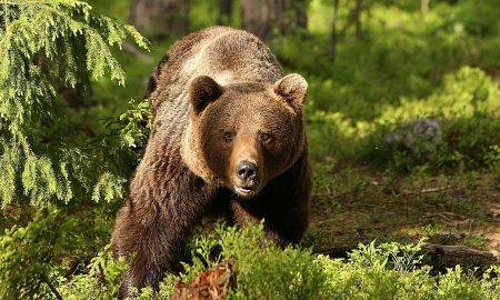 Azi s-au dat 21 de avertizări Ro-Alert din cauza urșilor