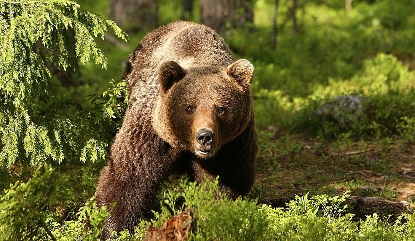 RO-Alert: Un urs se plimbă în centrul orașului Câmpulung