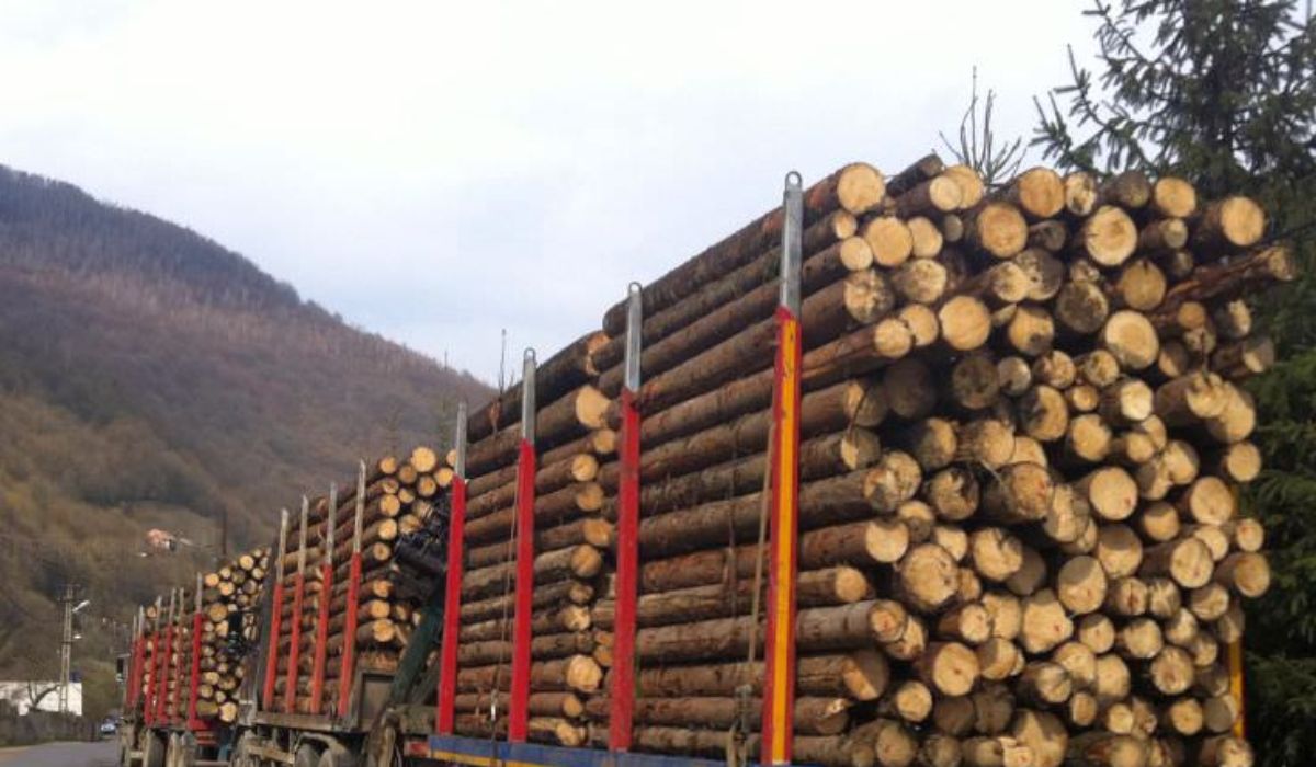 Cum sunt scoși buștenii din România și cât de eficiente sunt măsurile stabilite de autorități pentru a stopa această acțiune