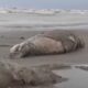 Anchetă fără precedent. Peste 2000 de foci au fost găsite moarte pe malul Mării Caspice din sudul Rusiei