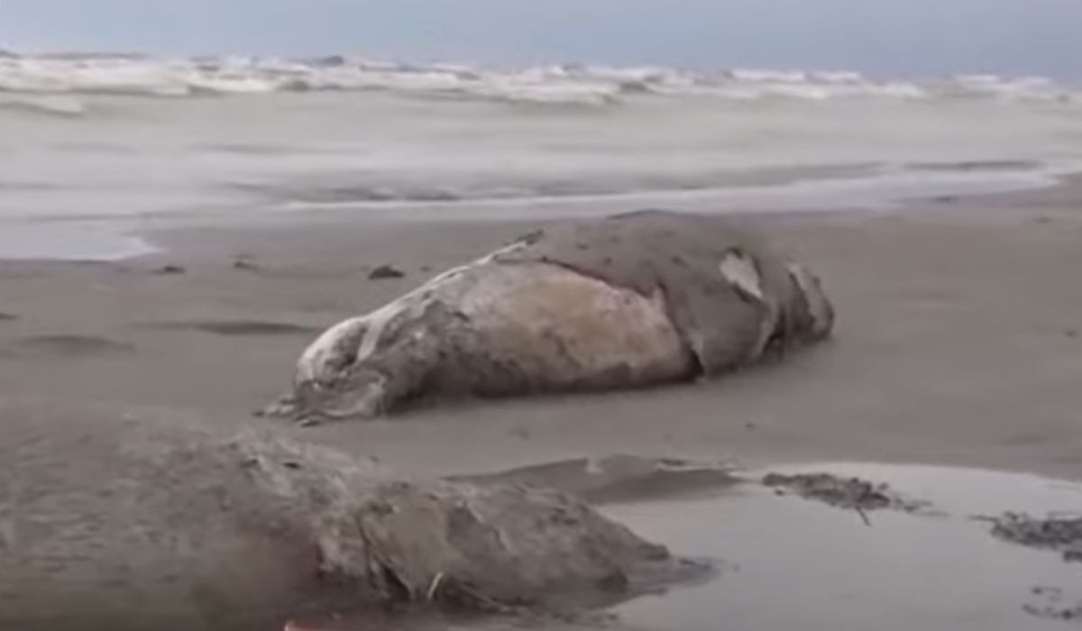 Anchetă fără precedent. Peste 2000 de foci au fost găsite moarte pe malul Mării Caspice din sudul Rusiei