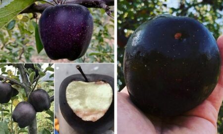 Mărul „diamant negru”, unul dintre cele mai luxoase soiuri de mere din lume, se vinde la bucată, cu un preț…