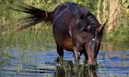 Trafic cu cai în Delta Dunării. Scandalul a pornit în urma unor filmări apărute pe Internet