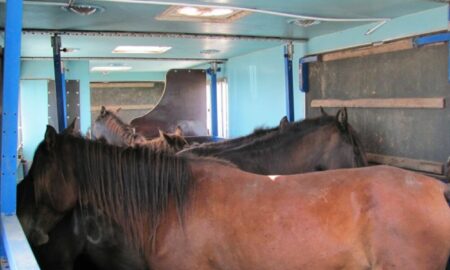 Carne de cal periculoasă, pregătită pentru vânzare, confiscată în Spania. Rețeaua criminală a câștigat o sumă uriașă