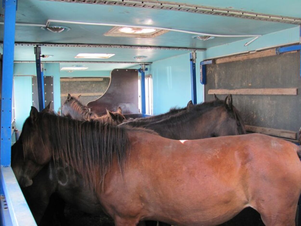 Carne de cal periculoasă, pregătită pentru vânzare, confiscată în Spania. Rețeaua criminală a câștigat o sumă uriașă