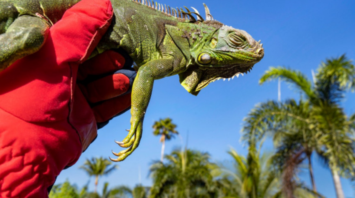 Ger cumplit în Florida. Este atât de frig, încât iguanele înghețate cad din copaci