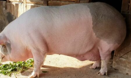 Jardel, cel mai mare porc din România, a ajuns la 600 kg. Iată cu ce este hrănit uriașul