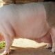 Jardel, cel mai mare porc din România, a ajuns la 600 kg. Iată cu ce este hrănit uriașul