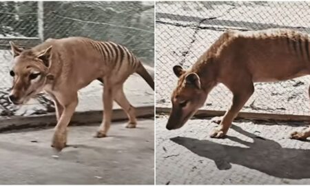 Rămășițele ultimului tigru tasmanian, descoperite în dulapul unui muzeu, după 85 de ani de la dispariție. FOTO