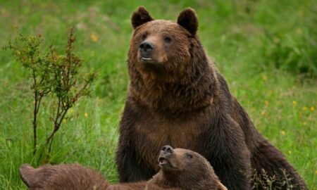 Proiect legislativ pentru urși. Revine vânătoarea pe cote