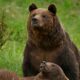 Proiect legislativ pentru urși. Revine vânătoarea pe cote
