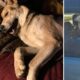 Câinele dispărut în California a fost găsit un an mai târziu la 2600 de kilometri distanță, în Kansas