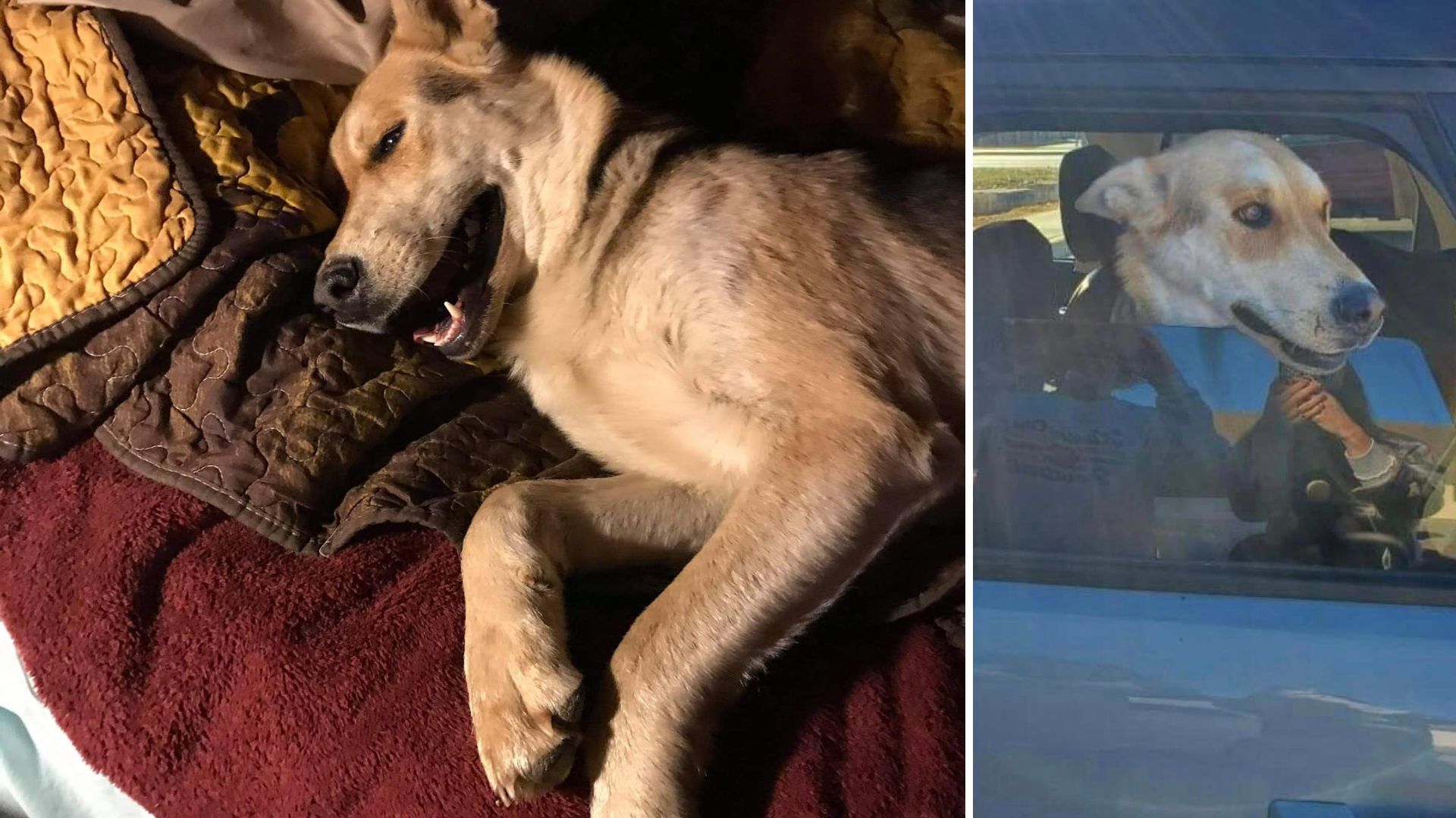 Câinele dispărut în California a fost găsit un an mai târziu la 2600 de kilometri distanță, în Kansas