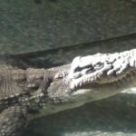 Transferat din București la Sibiu, cel mai mare crocodil din România, trăiește în condiții deosebite