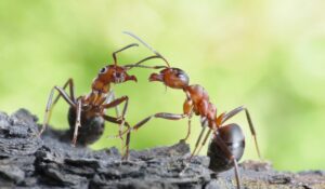 Remarcabil! Iată cum pot fi furnicile folosite pentru a distinge persoanele sănătoase de cele purtătoare de tumori 