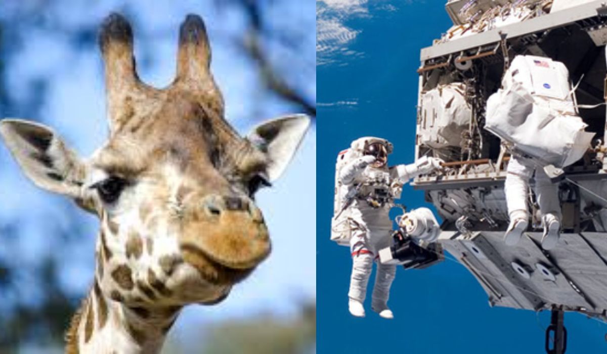 Girafa, inspirație pentru costumele astronauților. Ce descoperire au făcut cercetătorii