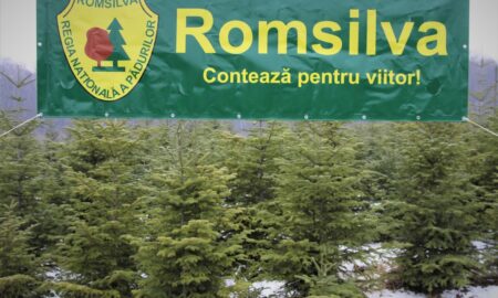 Angajaţii Romsilva semnalează afacerea „Privatizarea pădurilor” și cine va încasa banii din valorificarea fondurilor de vânătoare