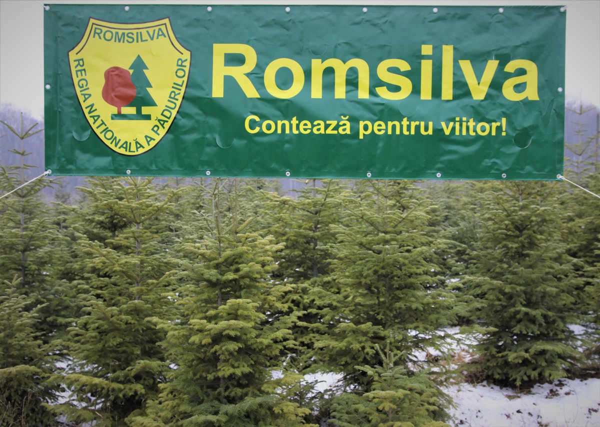 Angajaţii Romsilva semnalează afacerea „Privatizarea pădurilor” și cine va încasa banii din valorificarea fondurilor de vânătoare