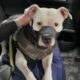 Un pitbull terrier, transformat în trofeu, a revenit acasă. Furat de ruși, eliberat într-un schimb de prizonieri de Anul Nou