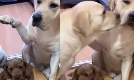 Video viral. Incredibilă reacția unui câine după ce a fost ”trădat” de celălalt animal al familiei pentru că a făcut prostii