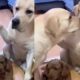 Video viral. Incredibilă reacția unui câine după ce a fost ”trădat” de celălalt animal al familiei pentru că a făcut prostii