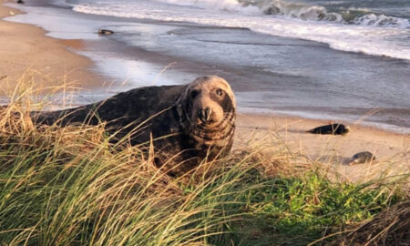 Număr record de pui de focă observați de-a lungul coastelor britanice în această iarnă