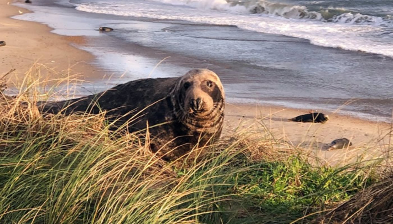 Număr record de pui de focă observați de-a lungul coastelor britanice în această iarnă