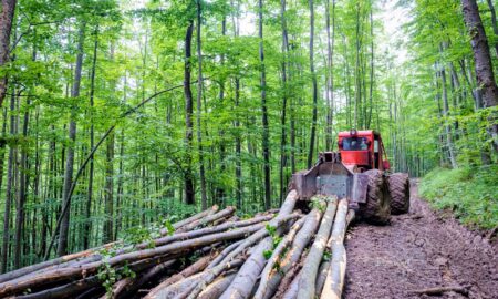 Ministrul Mediului vrea un nou instrument împotriva tăierilor ilegale de păduri. Cum salvează George Simion pădurile de austrieci