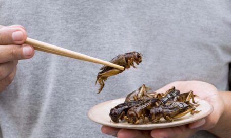 O nouă insectă, gata să ajungă în farfurie. Ministrul agriculturii le cere românilor să nu consume larva gândacului de bălegar