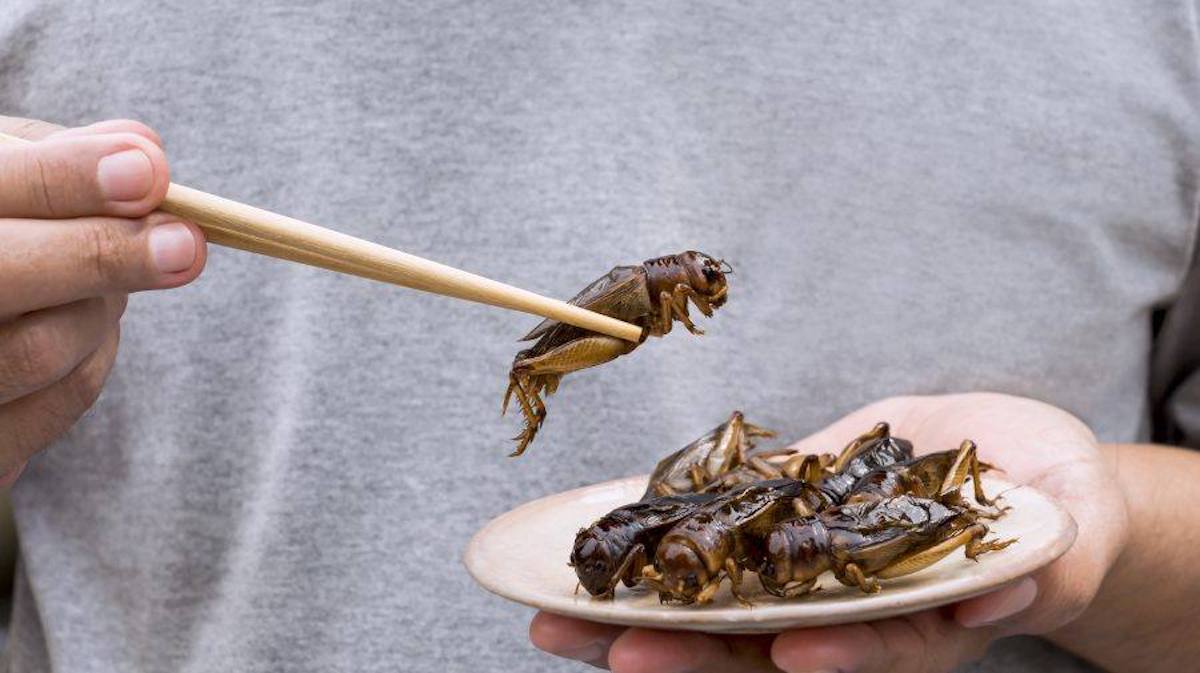 O nouă insectă, gata să ajungă în farfurie. Ministrul agriculturii le cere românilor să nu consume larva gândacului de bălegar
