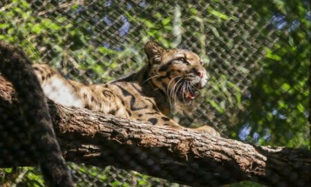 Alarmă pentru animal sălbatic în libertate. Îngrijitorii de la Grădina Zoologică au pierdut leopardul noros