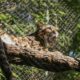 Alarmă pentru animal sălbatic în libertate. Îngrijitorii de la Grădina Zoologică au pierdut leopardul noros