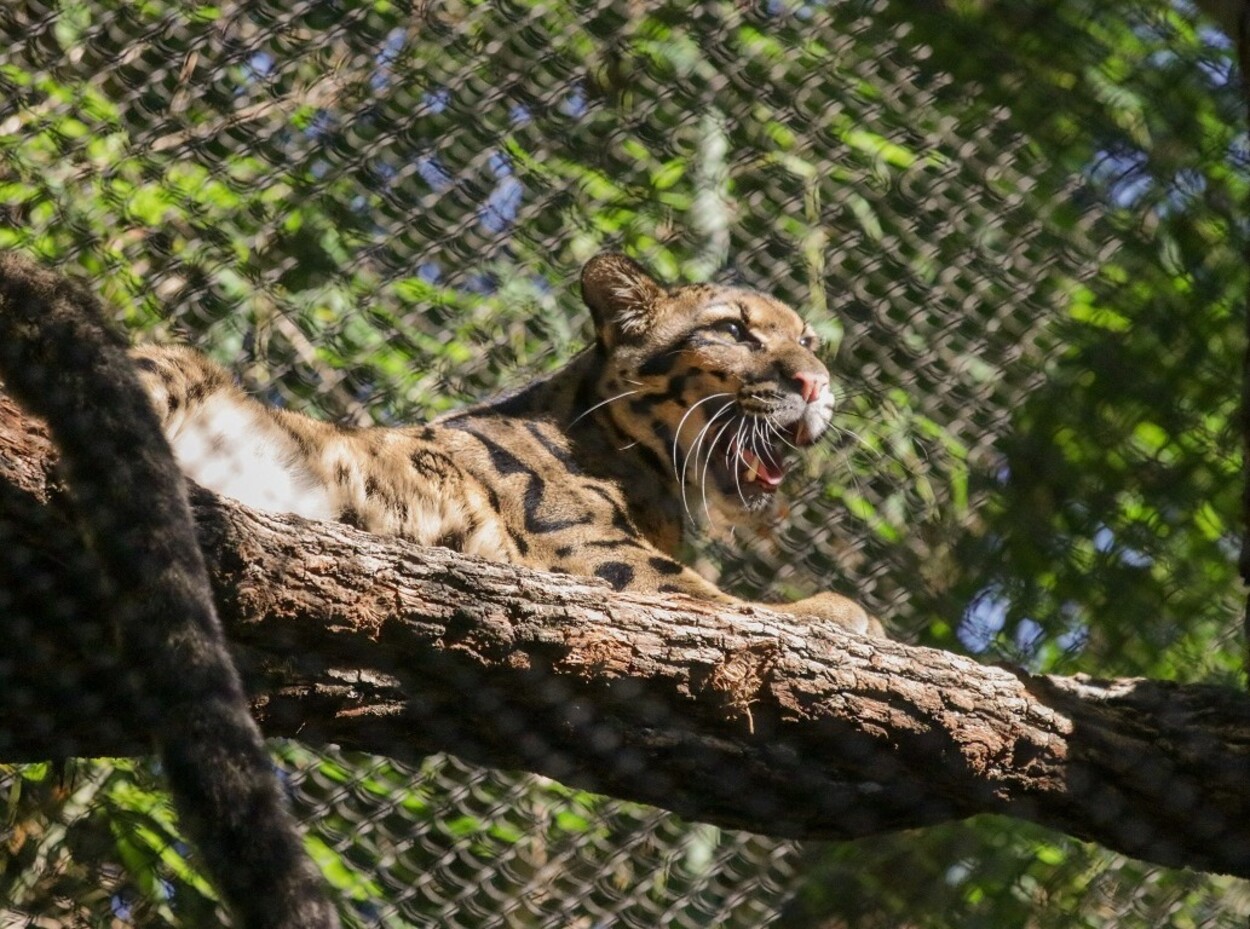 Alarmă pentru animal sălbatic în libertate. Îngrijitorii de la Grădina Zoologică au pierdut leopardul noros