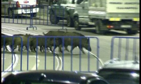 Se întâmplă în România: Porci mistreți pe un drum public. Un șofer a ucis unul pe șosea, iar Primăria este bună de plată