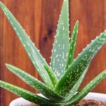 aloe-vera-almanac.com.v1